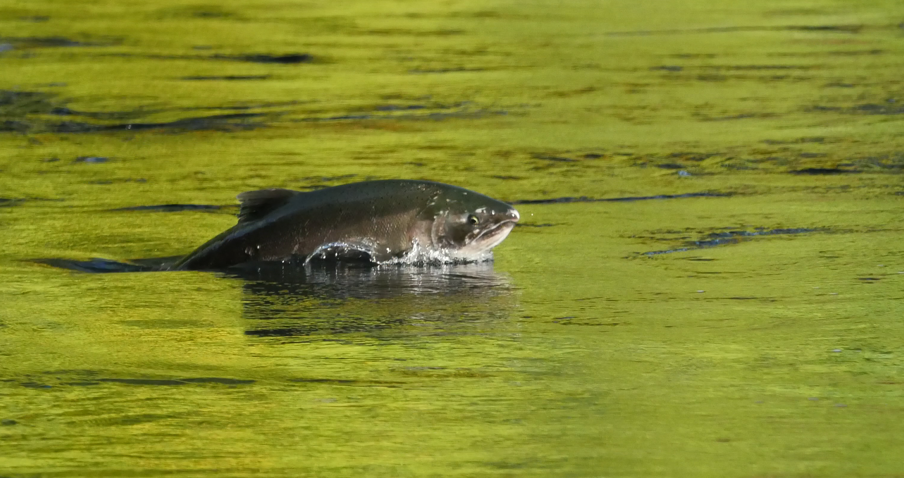 Coho salmon