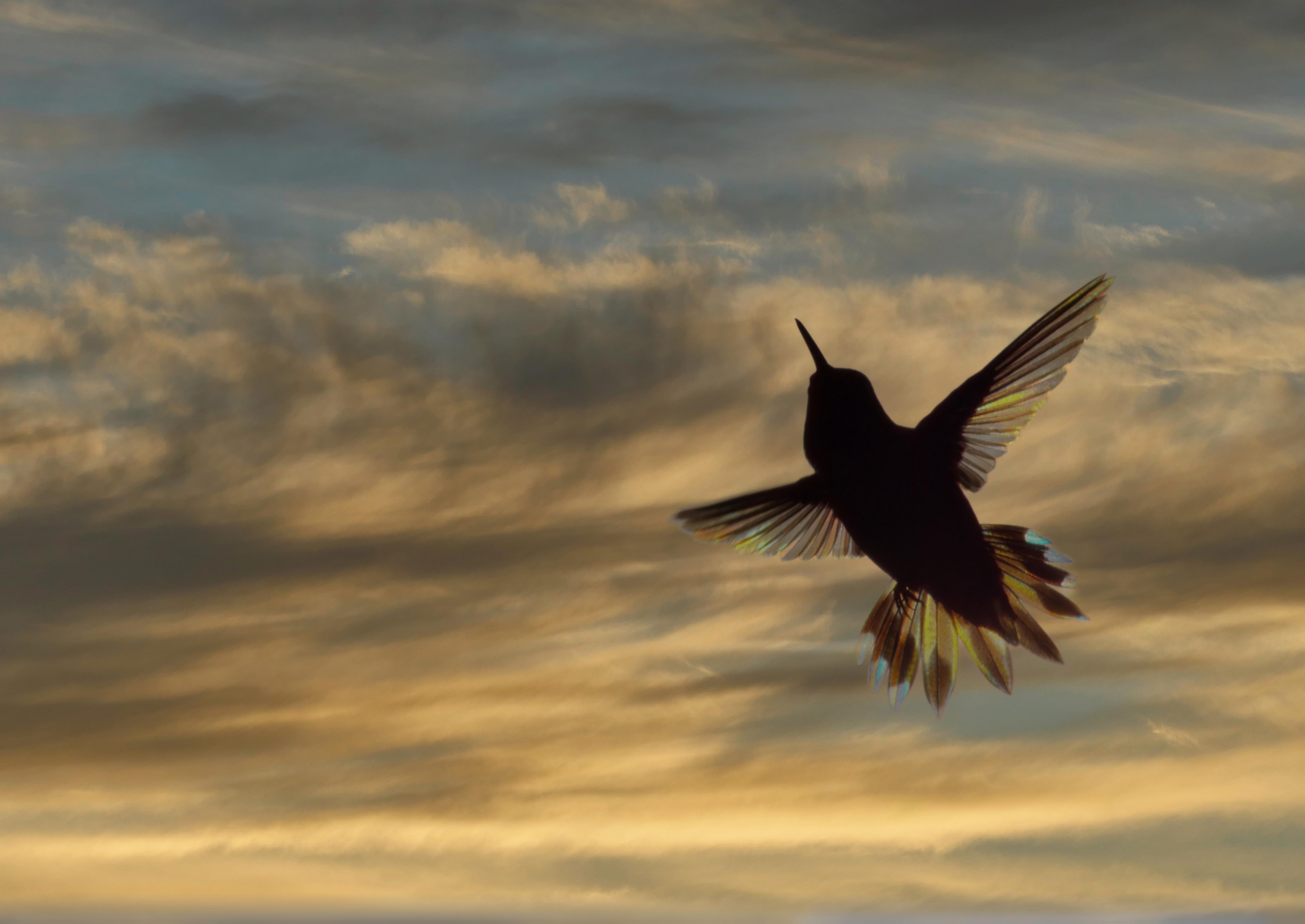 Hummingbird in flight